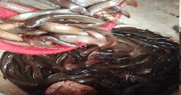 সাদুল্লাপুরে রং মিশিয়ে হাইব্রিড জাতের মাছ বিক্রি